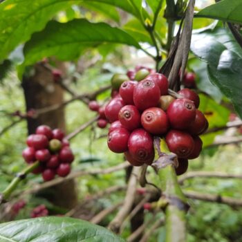 Naturals Archives - Total.Coffee