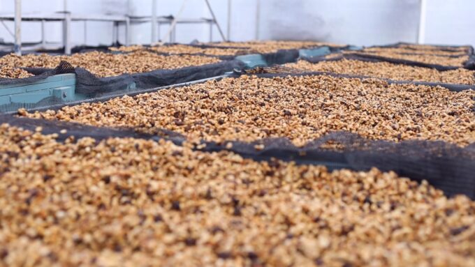Arabica-Honey Process (42/2) - Ratnagiri Estate, specialty, green bean