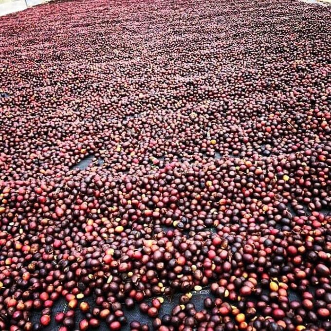 is a washed Robusta gree coffee of bulk grade from Rasulpur Estate in Coorg.