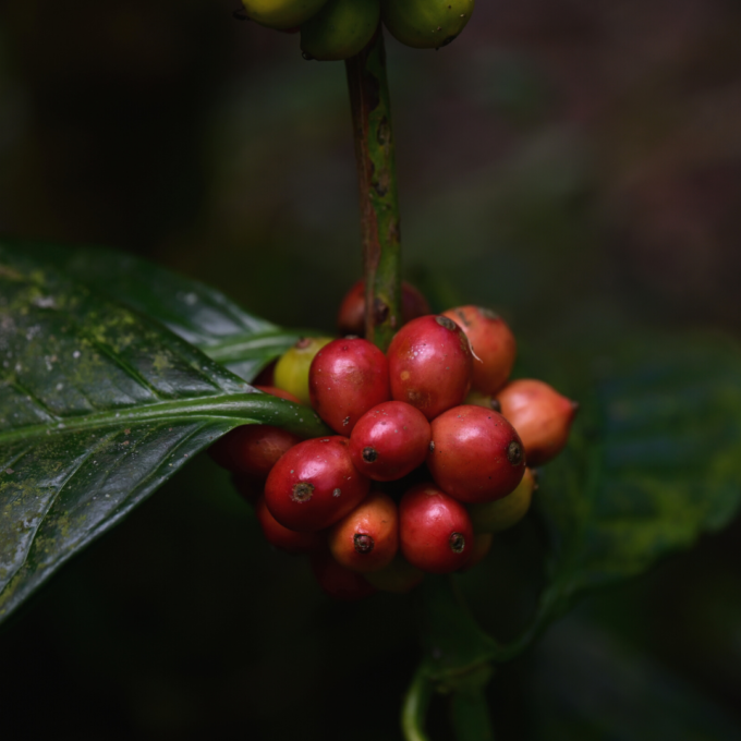St. Margaret Estate - Robusta - Natural coffee, clean bulk grade